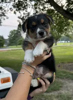 Squiggles, a male Pembroke Welsh Corgi and Poodle - Miniature  for sale in Yorkville, IL – 4 of 4