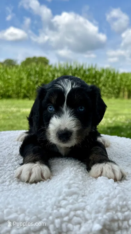 Sophie – Aussiedoodle puppy for sale in Yorkville, IL