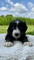 Sophie, a female Aussiedoodle for sale in Yorkville, IL – 1 of 2
