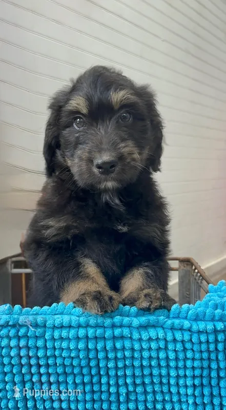 Carlos – Aussiedoodle puppy for sale in Yorkville, IL