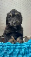 Carlos, a male Aussiedoodle for sale in Yorkville, IL – 1 of 1