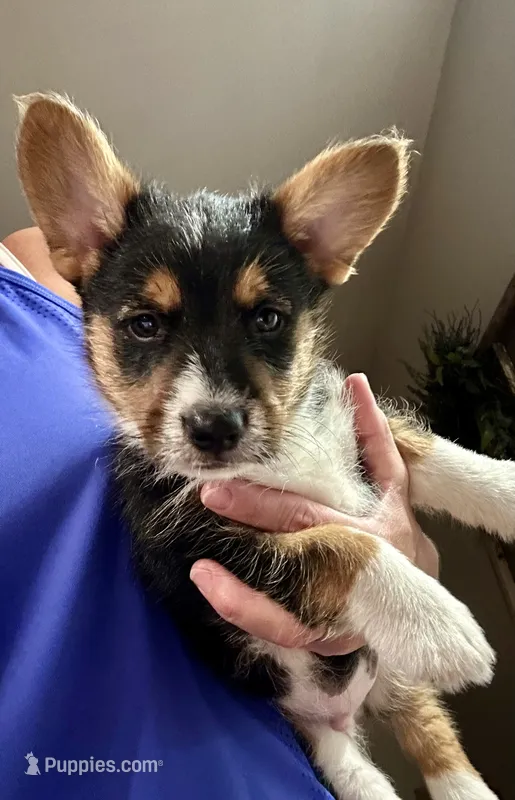 Squiggles – Pembroke Welsh Corgi, Poodle - Miniature  puppy for sale in Yorkville, IL