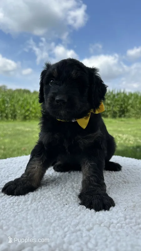 Carlos – Aussiedoodle puppy for sale in Yorkville, IL