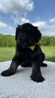 Carlos, a male Aussiedoodle for sale in Yorkville, IL – 1 of 2
