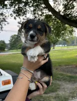Squiggles, a male Pembroke Welsh Corgi and Poodle - Miniature  for sale in Yorkville, IL – 3 of 4