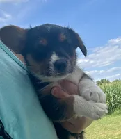 Squiggles, a male Pembroke Welsh Corgi and Poodle - Miniature  for sale in Yorkville, IL – 2 of 4