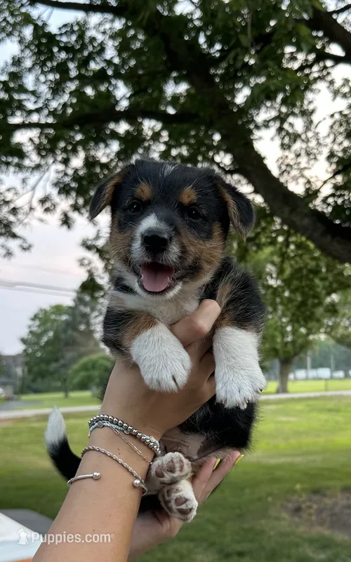 Squiggles – Pembroke Welsh Corgi, Poodle - Miniature  puppy for sale in Yorkville, IL