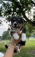Squiggles, a male Pembroke Welsh Corgi and Poodle - Miniature  for sale in Yorkville, IL – 1 of 4