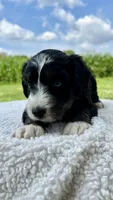 Sophie, a female Aussiedoodle for sale in Yorkville, IL – 2 of 2