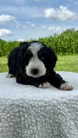 Lincoln, a male Aussiedoodle for sale in Yorkville, IL – 1 of 2