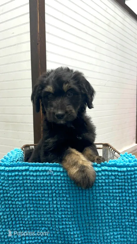 Lucy – Aussiedoodle puppy for sale in Yorkville, IL