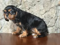 James, a male Cavalier King Charles Spaniel for sale in Hardy, AR – 2 of 5