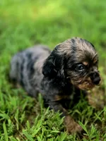 Sissy, a female Cocker Spaniel for sale in Hardy, AR – 7 of 10