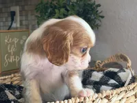 Lana, a female Cavalier King Charles Spaniel for sale in Hardy, AR – 5 of 8