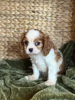 Jojo, a female Cavalier King Charles Spaniel for sale in Hardy, AR – 4 of 5