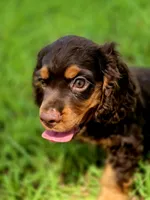 Adam, a male Cocker Spaniel for sale in Hardy, AR – 6 of 10