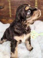 Cocoa, a female Cocker Spaniel for sale in Hardy, AR – 3 of 9