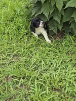 Panda, a female Cocker Spaniel for sale in Hardy, AR – 4 of 10