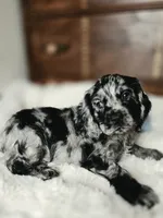 Laddy, a male Cocker Spaniel for sale in Hardy, AR – 4 of 9