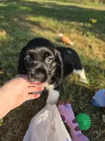 Flashy, a female Cocker Spaniel for sale in Hardy, AR – 6 of 10