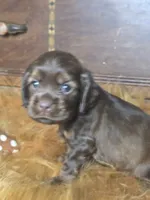 Izzy, a female Cocker Spaniel for sale in Hardy, AR – 3 of 10