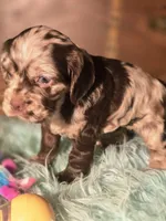Jade, a female Cocker Spaniel for sale in Hardy, AR – 6 of 9