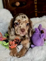 Octavia , a female Cocker Spaniel for sale in Hardy, AR – 4 of 8