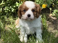 Will, a male Cavalier King Charles Spaniel for sale in Hardy, AR – 5 of 8
