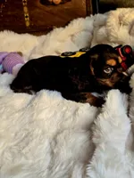 Sammy, a male Cocker Spaniel for sale in Hardy, AR – 3 of 10