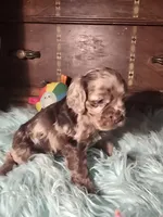 Willow, a female Cocker Spaniel for sale in Hardy, AR – 6 of 10