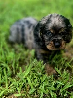 Sissy, a female Cocker Spaniel for sale in Hardy, AR – 6 of 10