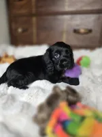 Cole, a male Cocker Spaniel for sale in Hardy, AR – 3 of 9