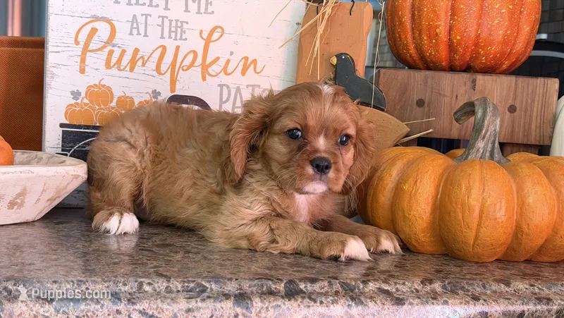 Goldie – Cavalier King Charles Spaniel puppy for sale in Hardy, AR