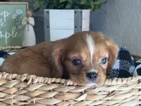 Lacey, a female Cavalier King Charles Spaniel for sale in Hardy, AR – 1 of 7