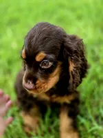 Cocoa, a male Cocker Spaniel for sale in Hardy, AR – 1 of 9