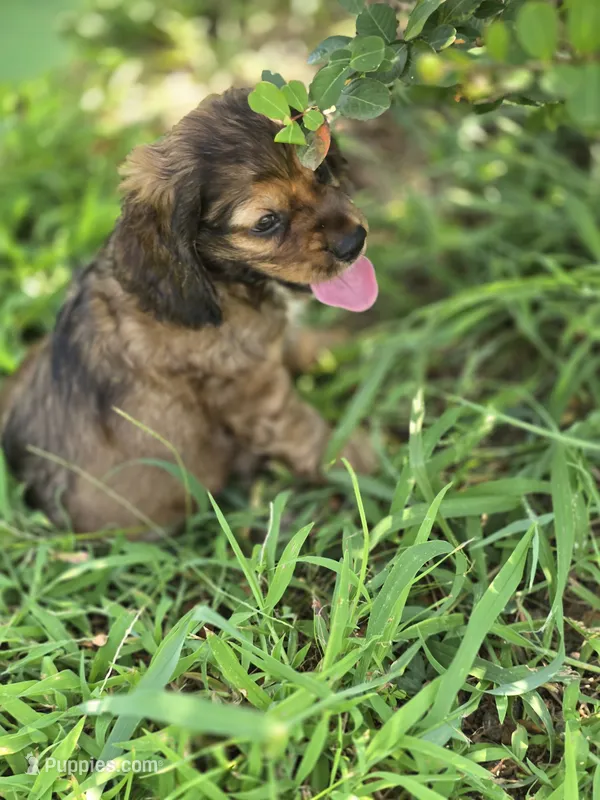 Zack – Cocker Spaniel puppy for sale in Hardy, AR