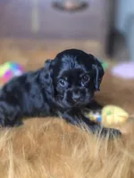 Cameron , a male Cocker Spaniel for sale in Hardy, AR – 5 of 10