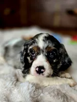 Cameron , a male Cocker Spaniel for sale in Hardy, AR – 7 of 9
