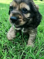 Alley, a female Cocker Spaniel for sale in Hardy, AR – 6 of 10