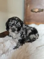 Mandy, a female Cocker Spaniel for sale in Hardy, AR – 2 of 10