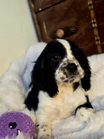 Pretty Boy, a male Cocker Spaniel for sale in Hardy, AR – 9 of 9