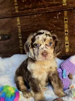 Major, a male Cocker Spaniel for sale in Hardy, AR – 5 of 9