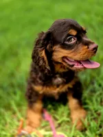 Adam, a male Cocker Spaniel for sale in Hardy, AR – 4 of 10
