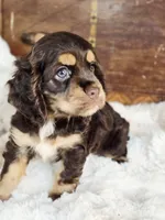 Cocoa, a female Cocker Spaniel for sale in Hardy, AR – 2 of 9
