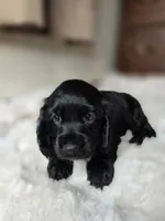 Cole, a male Cocker Spaniel for sale in Hardy, AR – 4 of 9