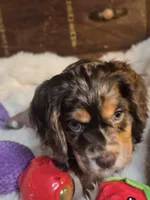 Pretty Boy, a male Cocker Spaniel for sale in Hardy, AR – 7 of 9
