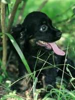 Cassy, a female Cocker Spaniel for sale in Hardy, AR – 5 of 10