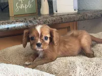 Annie, a female Cavalier King Charles Spaniel for sale in Hardy, AR – 5 of 8