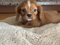 Lacey, a female Cavalier King Charles Spaniel for sale in Hardy, AR – 3 of 7