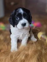 Panda, a female Cocker Spaniel for sale in Hardy, AR – 8 of 9